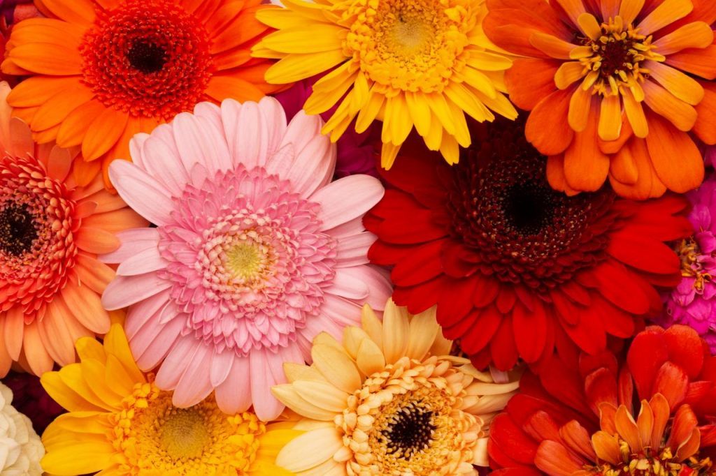 El uso del etileno en la industria floral