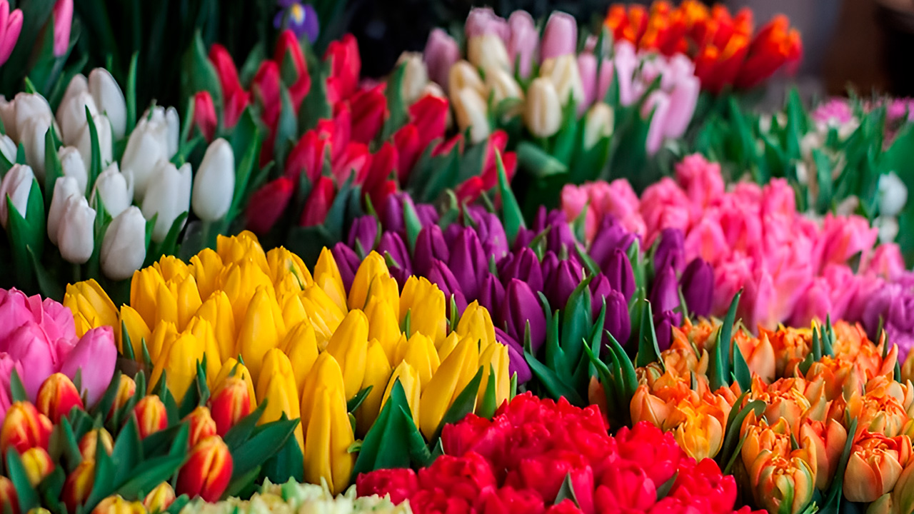 El uso del etileno en la industria floral