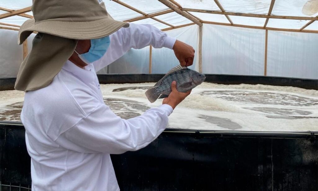 Gas carbónico en la cría de peces y su impacto en la acuicultura moderna