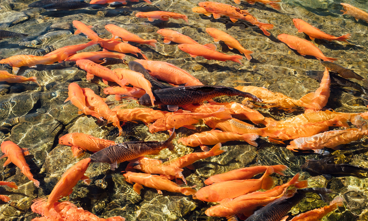 Gas carbónico en la cría de peces y su impacto en la acuicultura moderna